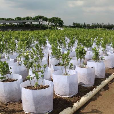 Produsen di seberang perbatasan grosir penanaman dan budidaya tas perlindungan lingkungan merasakan budidaya dan pemeliharaan